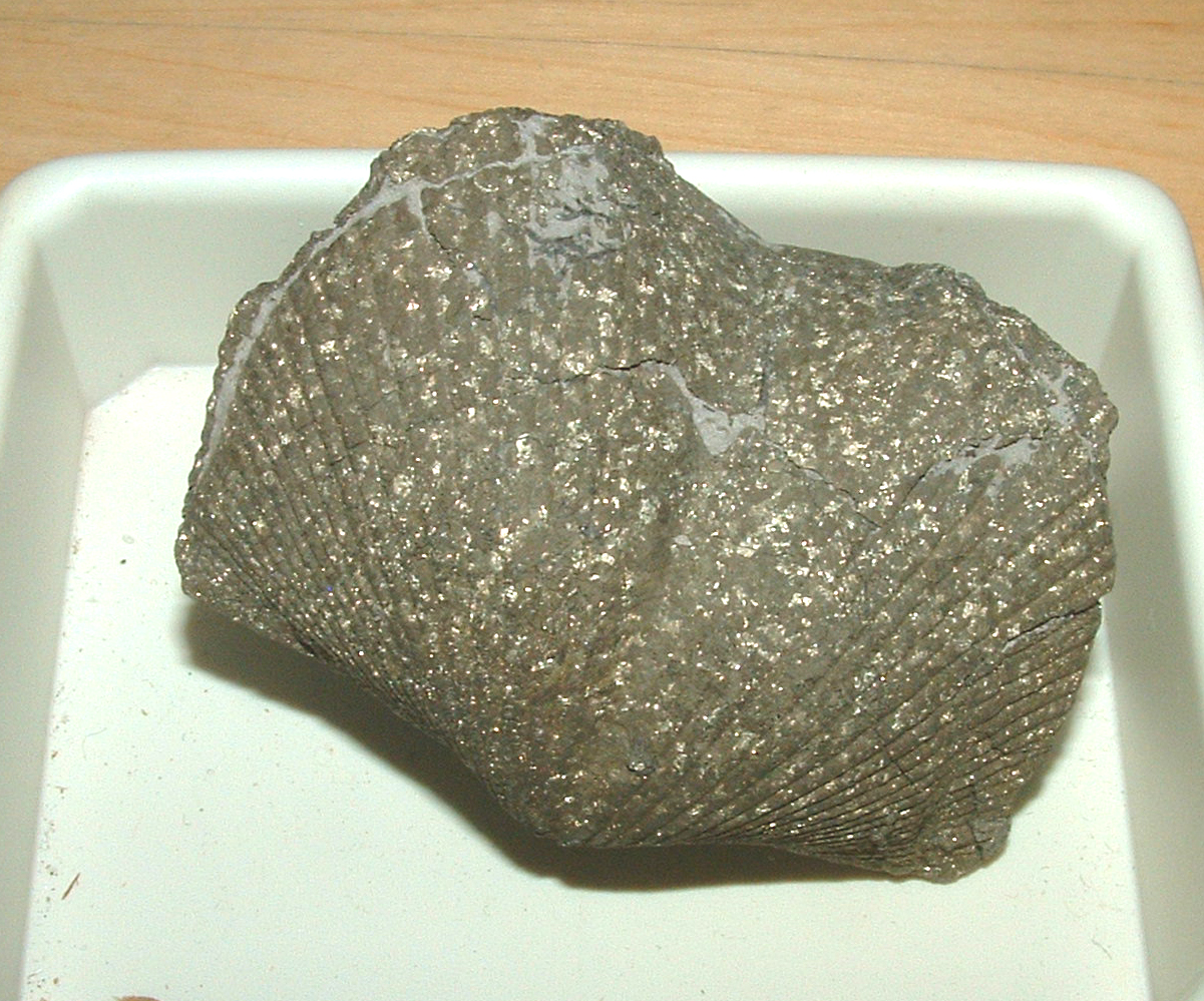 Fossilization, Online Biology Library, Biology, SUNY Orange